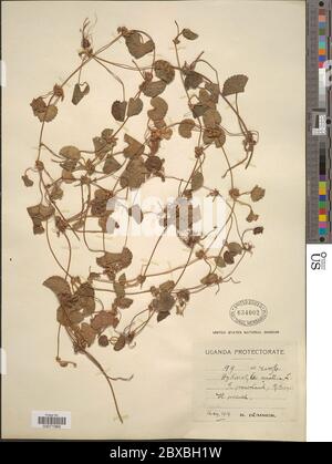 Centella asiatica L Urb Centella asiatica L Urb. Foto Stock