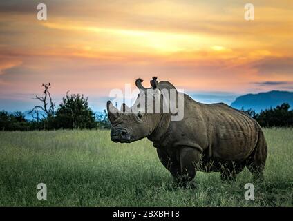 Un grande rinoceronte bianco si erge da solo, ma con stoicismo quando il sole tramonta e le tenebre iniziano a crescere. Foto Stock