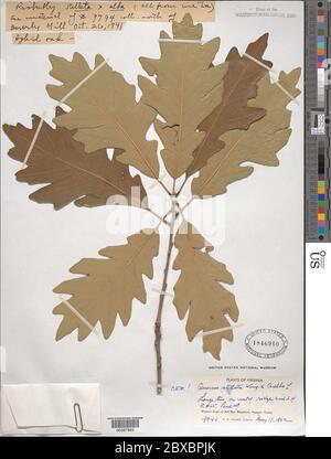Quercus alba L x Q stellata Wangenh Quercus alba L x Q stellata Wangenh. Foto Stock