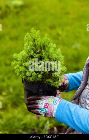 Il seedling canadese di Hemlock in vaso nero è in una mano del giardiniere, primo piano con fuoco selettivo Foto Stock