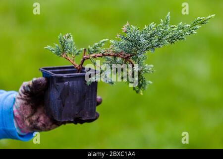 Blue Carpet Juniper piantare in vaso nero è in una mano giardiniere, primo piano con fuoco selettivo Foto Stock