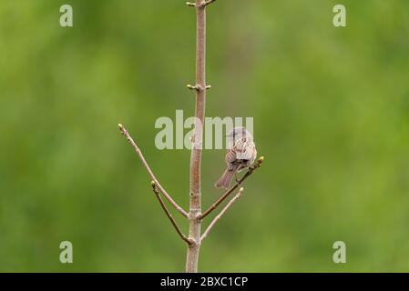 Un singolo Dunnock, Prunella modularis, o accentor di siepe, passero di siepe, o guerriero di siepe in un albero nel Regno Unito Foto Stock