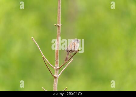 Un singolo Dunnock, Prunella modularis, o accentor di siepe, passero di siepe, o guerriero di siepe in un albero nel Regno Unito Foto Stock