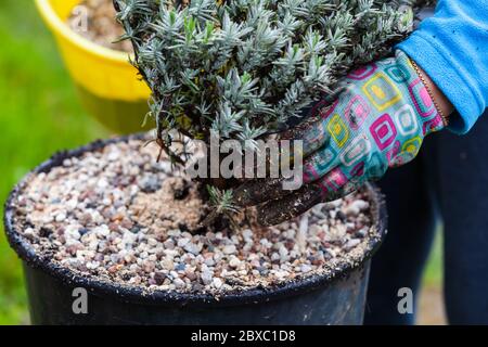 Giardiniere piante di lavanda piantine in una pentola, primo piano foto con fuoco selettivo Foto Stock