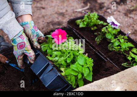 Il giardiniere ripana le piantine di petunia in vasi decorativi, foto ravvicinata con fuoco selettivo su fiori e mani Foto Stock