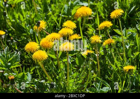 I dandelioni gialli in fiore sono su un prato verde in giornata di sole. Foto in primo piano Taraxacum officinale con messa a fuoco selettiva Foto Stock