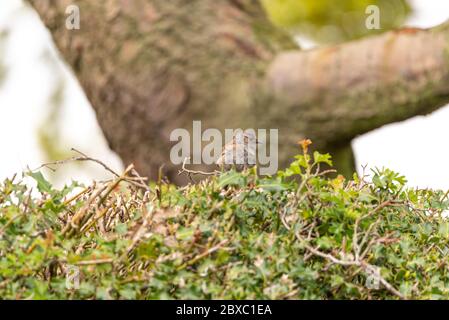Un singolo Dunnock, Prunella modularis, o accentor di siepe, passero di siepe, o guerriero di siepe in un albero nel Regno Unito Foto Stock
