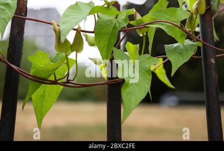 Granny pop fuori dal letto bindweed Foto Stock