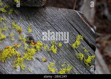 Closeup di legno intemperie e marcio coperto di muschio nella città fantasma mineraria argento di Coolidge, Montana. Foto Stock