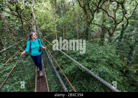 Passeggiata a baldacchino nella foresta pluviale, Parco Nazionale Gunung Mulu, Sarawak, Malesia Foto Stock