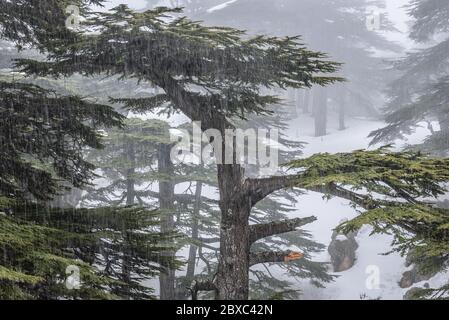 Cedro albero nella foresta dei cedri di Dio nella città di Bsharri in Libano Foto Stock