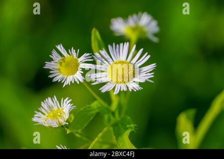 Fiori camomilla su sfondo astratto fantasy di prato verde Foto Stock