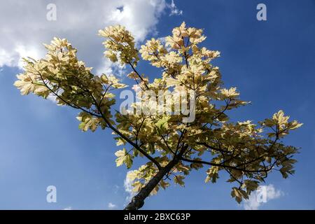 Acer pseudoplatanus 'Prince Camille de Rohan' acero beige Foto Stock
