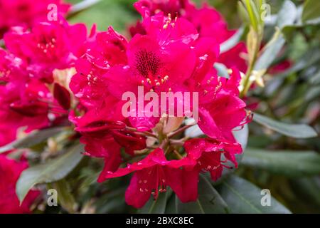Fiori di Catawbiense Rhododendron conosciuto anche come Catawba rosebay, Catawba rhododendron, rosebay di montagna, edera viola, alloro viola o alloro rosso Foto Stock