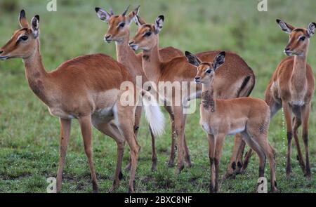 Un gruppo di impala osserva con interesse i dintorni, sullo sfondo, la piccola erba verde della savana keniana Foto Stock