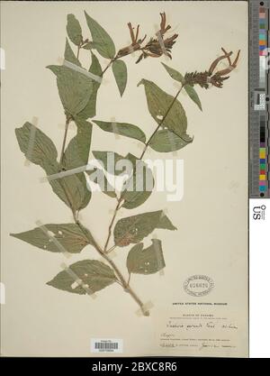 Justicia secunda Vahl Justicia secunda Vahl. Foto Stock