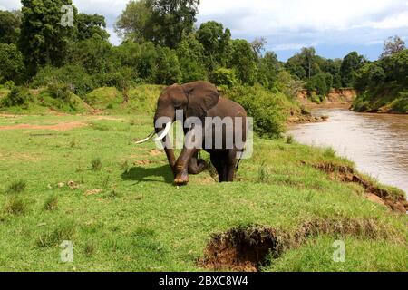 Un elefante con grandi zanne ha attraversato il fiume Mara e sta salendo verso la riva verde Foto Stock