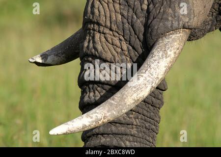 Primo piano del tronco di un elefante con un crepuscolo rotto, sfondo verde-giallo sfocato Foto Stock