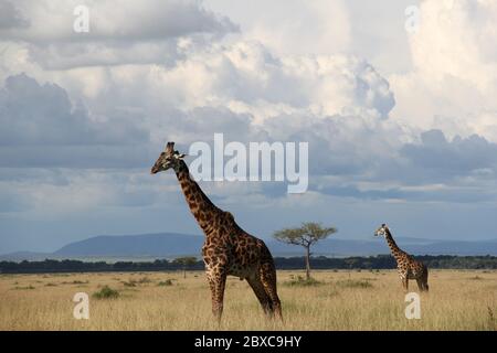 Vista panoramica della savana keniana, le giraffe si muovono pacificamente attraverso le praterie secche, sullo sfondo impressionanti formazioni di nuvole Foto Stock