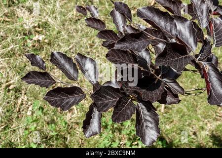 Rame Faggio europeo Fagus sylvatica 'Riveri' foglie scure Foto Stock