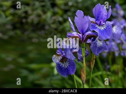 Bandiera siberiana (Iris sibirica) fioritura con fiori viola blu su un laghetto giardino in primavera e all'inizio dell'estate, spazio copia, fuoco selezionato profondità stretta o Foto Stock