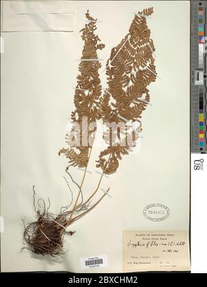 Dryopteris filixmas L Schott Dryopteris filixmas L Schott. Foto Stock