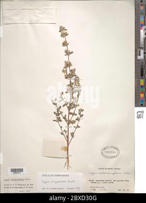 Lippia origanoides Kunth Lippia origanoides Kunth. Foto Stock