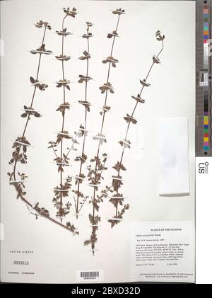 Lippia origanoides Kunth Lippia origanoides Kunth. Foto Stock