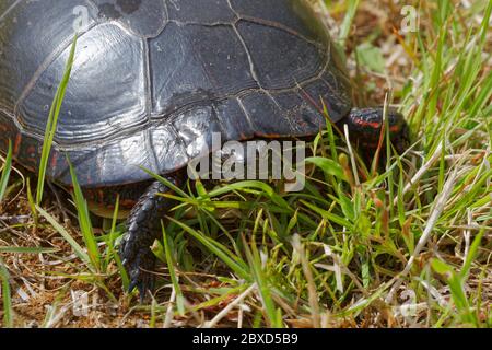 Una tartaruga dipinta in un campo, Quebec, Canada Foto Stock