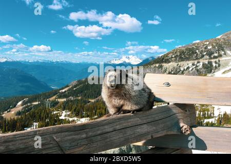 Una marmotta Hoary su una montagna con uno splendido sfondo di montagna Foto Stock