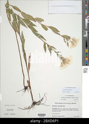 Enotera pilosella Raf Oenotera pilosella Raf. Foto Stock