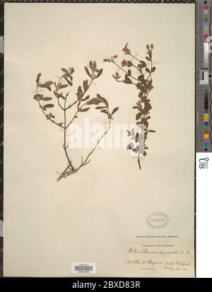 Helianthemum alyssoides Lam Vent Helianthemum alyssoides Lam Vent. Foto Stock