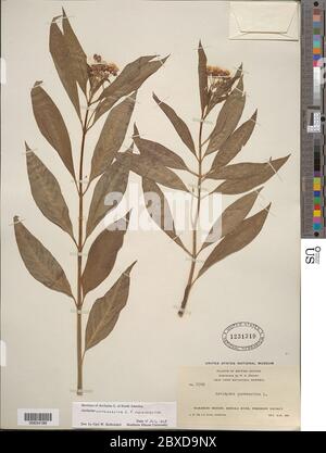 Asclepias curassavica L Asclepias curassavica L. Foto Stock