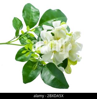 Fiore di gelsomino arancione isolato su sfondo bianco Foto Stock