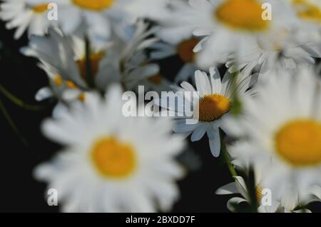 Le margherite Shasta fioriscono al sole estivo con i loro petali aperti che assorbono il sole, con petali bianchi e centro di yelllow Foto Stock