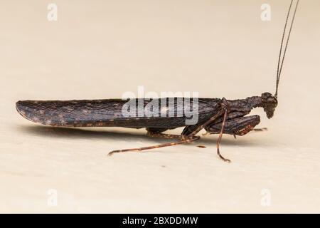 Bella mantide nera di Borneo , primo piano di Mantis - natura fauna selvatica concetto Foto Stock