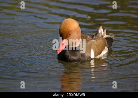 Un'anatra di Pochard rosso, nome latino "Netta rufina" che nuota su uno stagno. Foto Stock