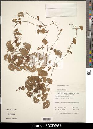 Centella asiatica L Urb Centella asiatica L Urb. Foto Stock