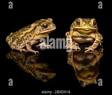 punta della costa del golfo (Incilius valliceps) su sfondo nero Foto Stock