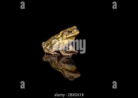 Punta della costa del Golfo (Incilius valliceps) su sfondo nero Foto Stock