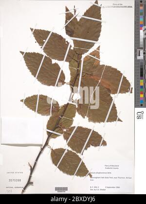 Betula alleganiensis Britton Betula alleganiensis Britton. Foto Stock