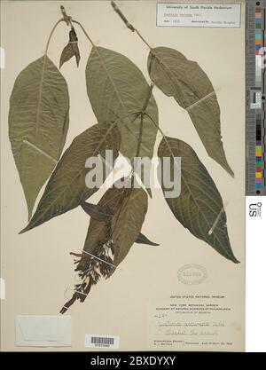 Justicia secunda Vahl Justicia secunda Vahl. Foto Stock