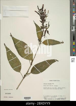 Justicia secunda Vahl Justicia secunda Vahl. Foto Stock