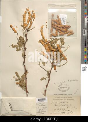 Prosopis glandulosa var torreyana LD Benson MC Johnst Prosopis glandulosa var torreyana LD Benson MC Johnst. Foto Stock