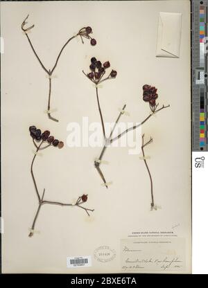 Viburnum Opulus L Viburnum Opulus L. Foto Stock