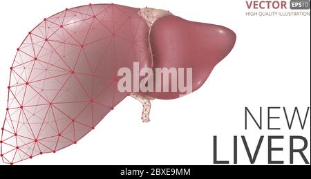 Rappresentazione vettoriale realistica del nuovo fegato umano costituito da una geometria a basso contenuto di poly, linee e punti isolati su sfondo bianco. Perfetto da usare per adve Illustrazione Vettoriale