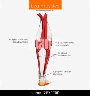 Muscoli della gamba destra, vista posteriore Illustrazione Vettoriale