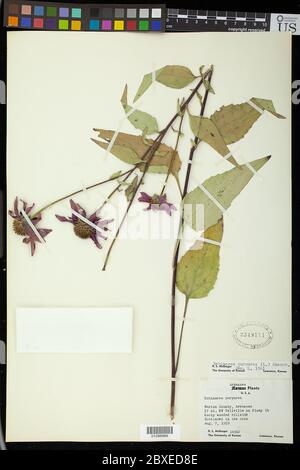 Echinacea purpurea L Moench Echinacea purpurea L Moench. Foto Stock