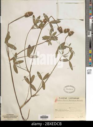 Trifolium squarrosum L Trifolium squarrosum L. Foto Stock
