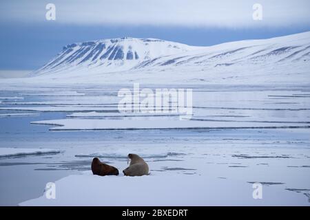 Madre di Walrus con un giovane cuccioli insieme su un mare di ghiaccio galleggiare in 'Billefjord' su Spitsbergen nel mese di maggio. Montagne e cielo nuvoloso sullo sfondo. Foto Stock